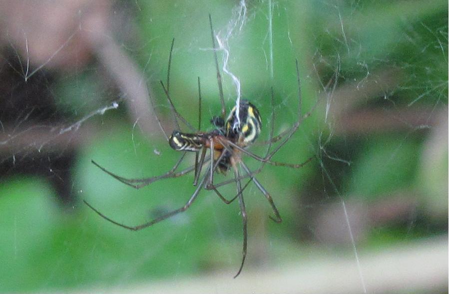 Accoppiamento Neriene cf. radiata